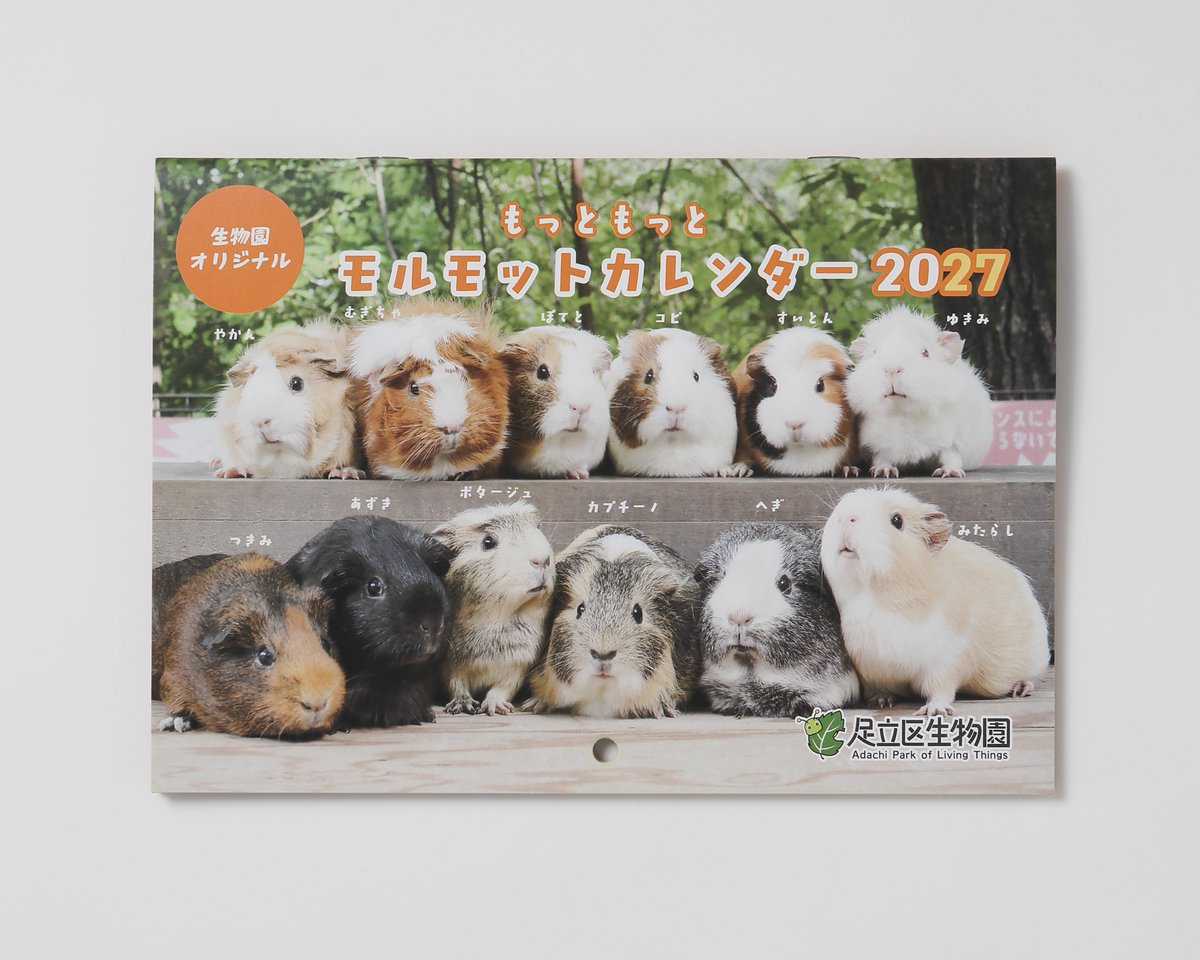 seibutuen_info's tweet photo. ＼もっともっとモルモットカレンダー2027／
めくってもめくっても生物園のモルモットが登場する2027年のカレンダーが本日より新発売！
もちろん、生物園のふれあいモルモット全55頭の誕生日（ハップイバースデー）も掲載！🎂

https://t.co/JPXYetoRRP

毎月めくるのが楽しいモルモットカレンダーで、2027年もモルだらけの日々をお過ごしください！
#もっともっとモルモット #モルキャン３
#生物園オンラインショップ
#オリジナルモルグッズ
#足立区生物園