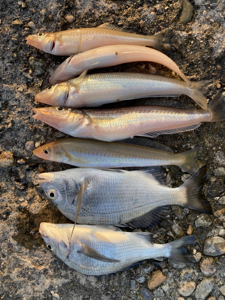 guutara_angler's tweet photo. 数は釣れなかったけど、
26cm 25cm 24cm 釣れたし大満足😁 https://t.co/mqkvTV7jJl