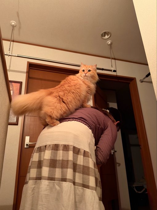 MayuShin07's tweet photo. 背中に乗っかった大きな猫、重いけどこのふわふわ感がたまらなく癒される https://t.co/kt5W4528Rt