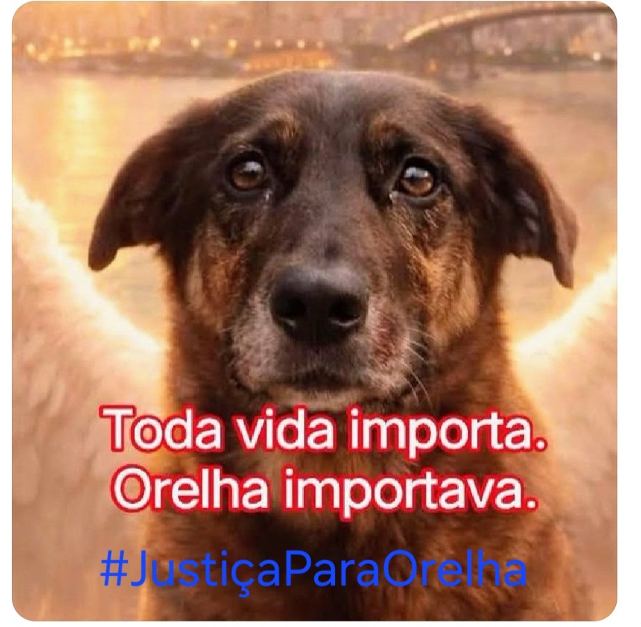 Cristin96731220's tweet photo. $TodaVidaImporta.                                           #OrelhaImportava.                                         #JustiçaParaOrelha https://t.co/yBPx6IEPDc