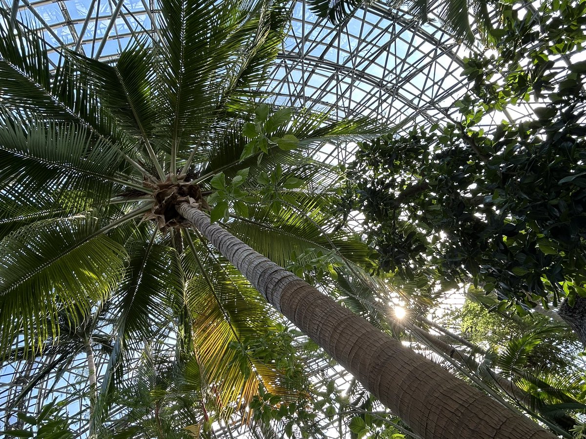 kiza000's tweet photo. 行ってきました。
夢の島熱帯植物館
↓ツリーに写真をポコジャカ入れるぞー https://t.co/dFNMmat4Am