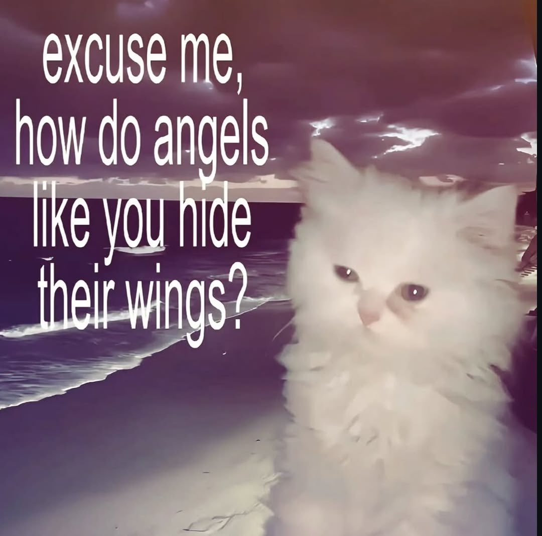 catssilly7's tweet photo. https://t.co/LJtfYSTcJz