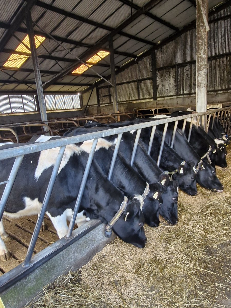 2pintpaddy's tweet photo. Been a challenging year, maidan heifers have been indoors since the end of July.
But thankfully all they are all in good order and are all in calf.
#WestCork🇮🇪🐮 https://t.co/ZaXNNNkaRX