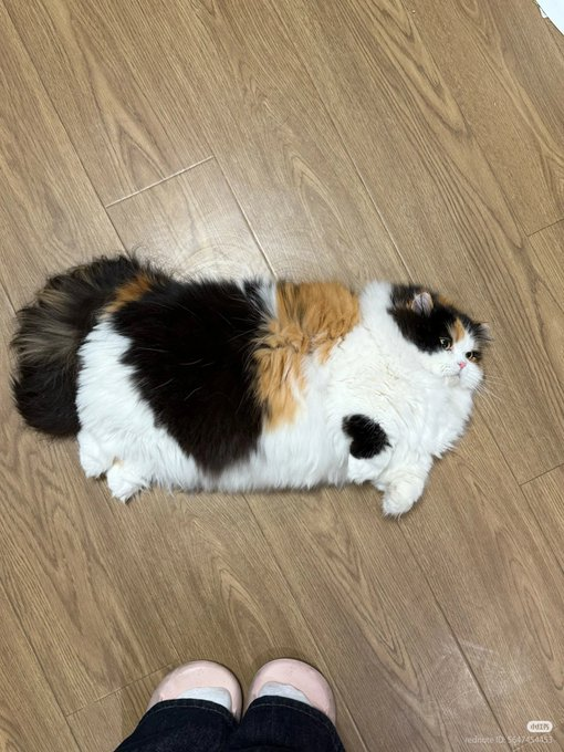 taki_3730's tweet photo. 床に横たわるふわふわ三毛猫、ボリューム満点の毛並みに思わず見惚れる https://t.co/3QchbBnDOK