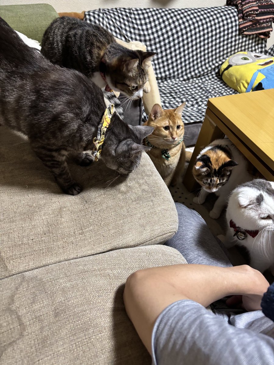 tetsu19650303's tweet photo. 人気者になった気がする ww😸 https://t.co/Gox154tHXy