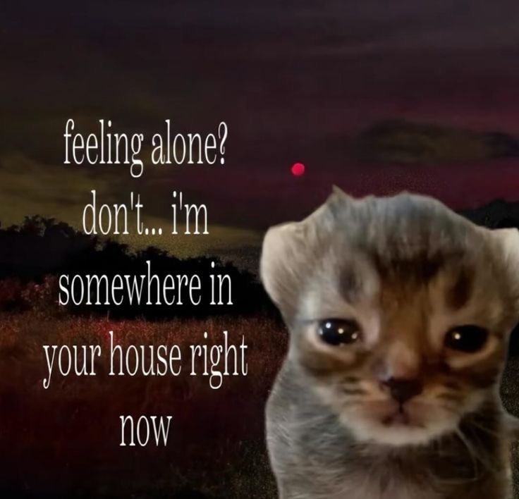 catssilly7's tweet photo. https://t.co/W7lkKpOw4T