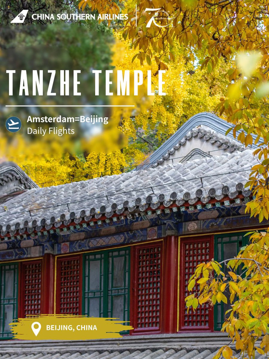 CSAIRGlobal's tweet photo. With over 1,700 years of history, Tanzhe Temple is Beijing's oldest ancient temple. Ancient ginkgo trees turn brilliant gold over the red walls and blue-tiled roofs. China Southern Airlines offers daily flights from Amsterdam to Beijing. This autumn, come and see the temple at its golden time.🍂
https://t.co/acrY3lql3W
✈CZ345/6 Amsterdam=Beijing: Daily Flights 
 
#TravelWithCSAir #CSAirRoute