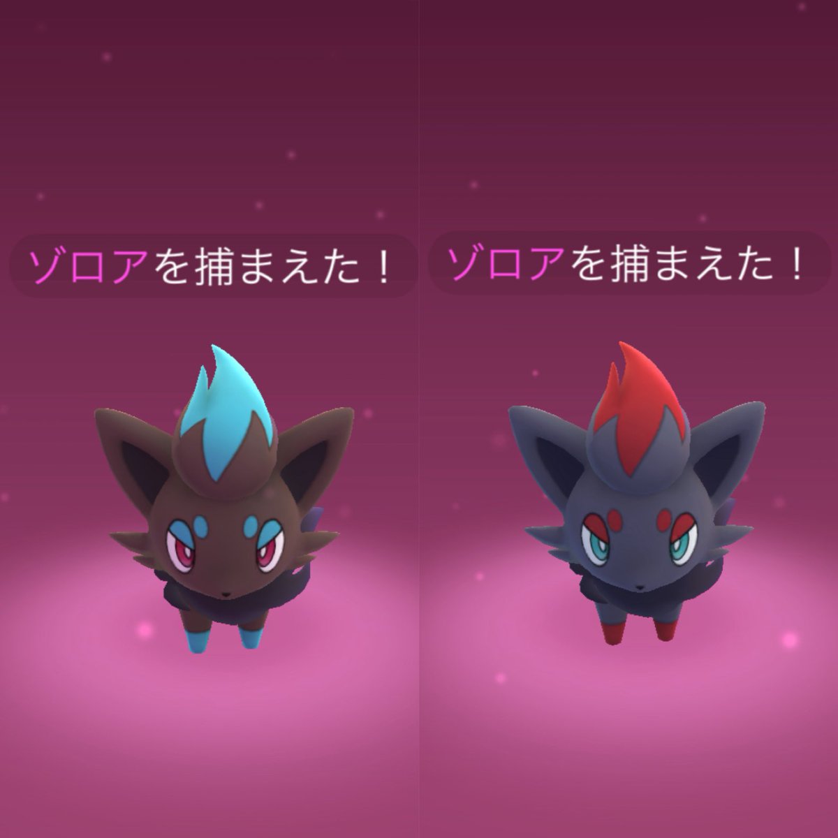 oneone_White55's tweet photo. ゾロアコミュデイは家でまったり🏠
色違いは3匹でした✨
#ポケモンGO https://t.co/9mpEG3PUh7