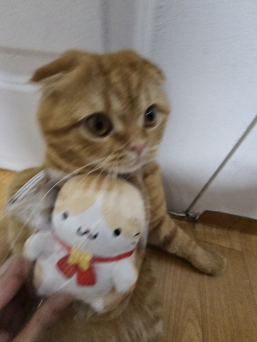 10_raccoon's tweet photo. 핑크색코 없는귀 입가에 흰색털 머리의 문양

뽁이는 괴렘인게 분명하다 https://t.co/ShHD3e8jBC