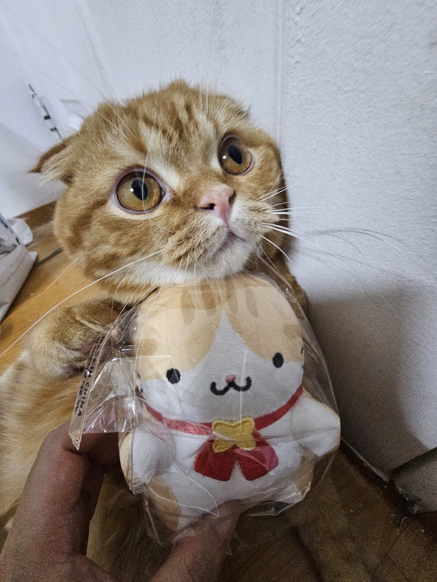 10_raccoon's tweet photo. 핑크색코 없는귀 입가에 흰색털 머리의 문양

뽁이는 괴렘인게 분명하다 https://t.co/ShHD3e8jBC