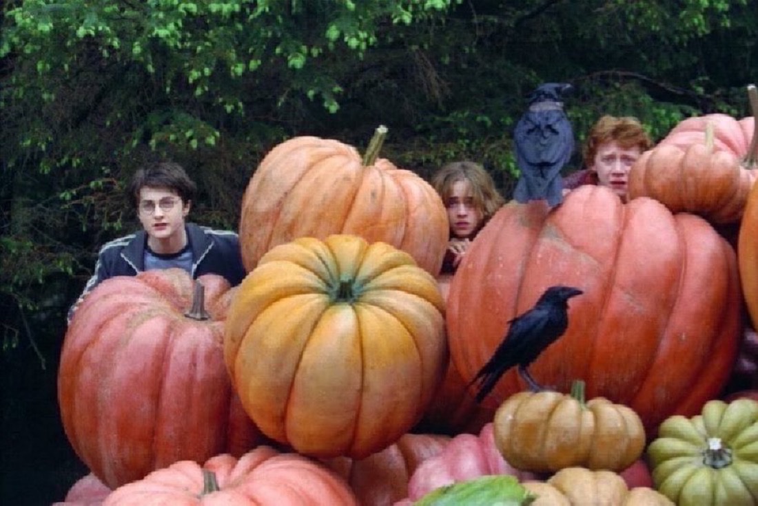 TheDailyHPotter's tweet photo. It’s officially the month of pumpkins 🎃 https://t.co/FVu9qrn1fS