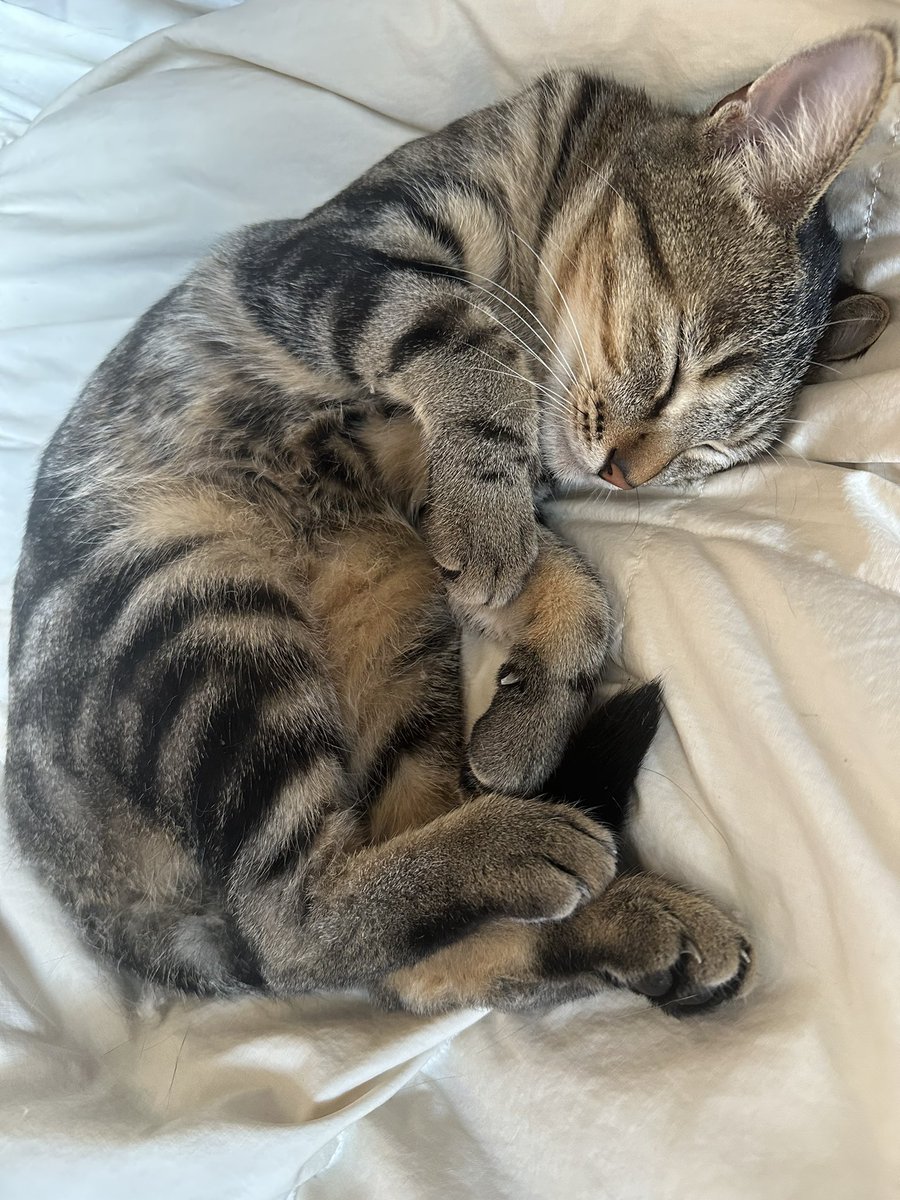 utsudon7's tweet photo. 19時開始予定です。
今日もよろしくお願いします。
クロは先住猫のこじろうにもこれをやってしょっちゅうシバかれてました。 https://t.co/w5T39zkiBp