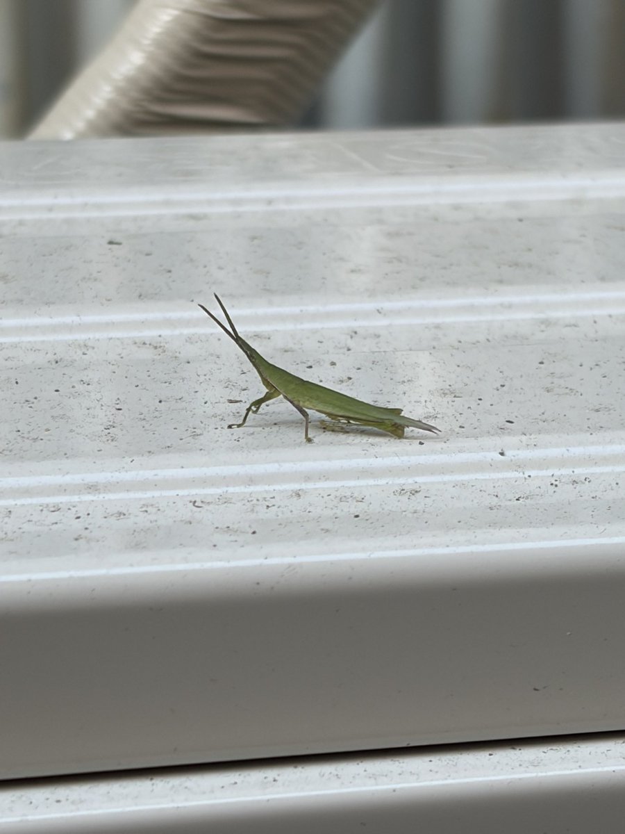 Riuti7144's tweet photo. もっくんが付けたエアコンの室外機にバッタさんが乗っていたのでスケッチしてみた🐟

もっくんが結婚して安定した仕事に就くために就職するんだって…

長い事タッグ組んで仕事してたから寂しいなぁ🐤 https://t.co/5RKusksA4x