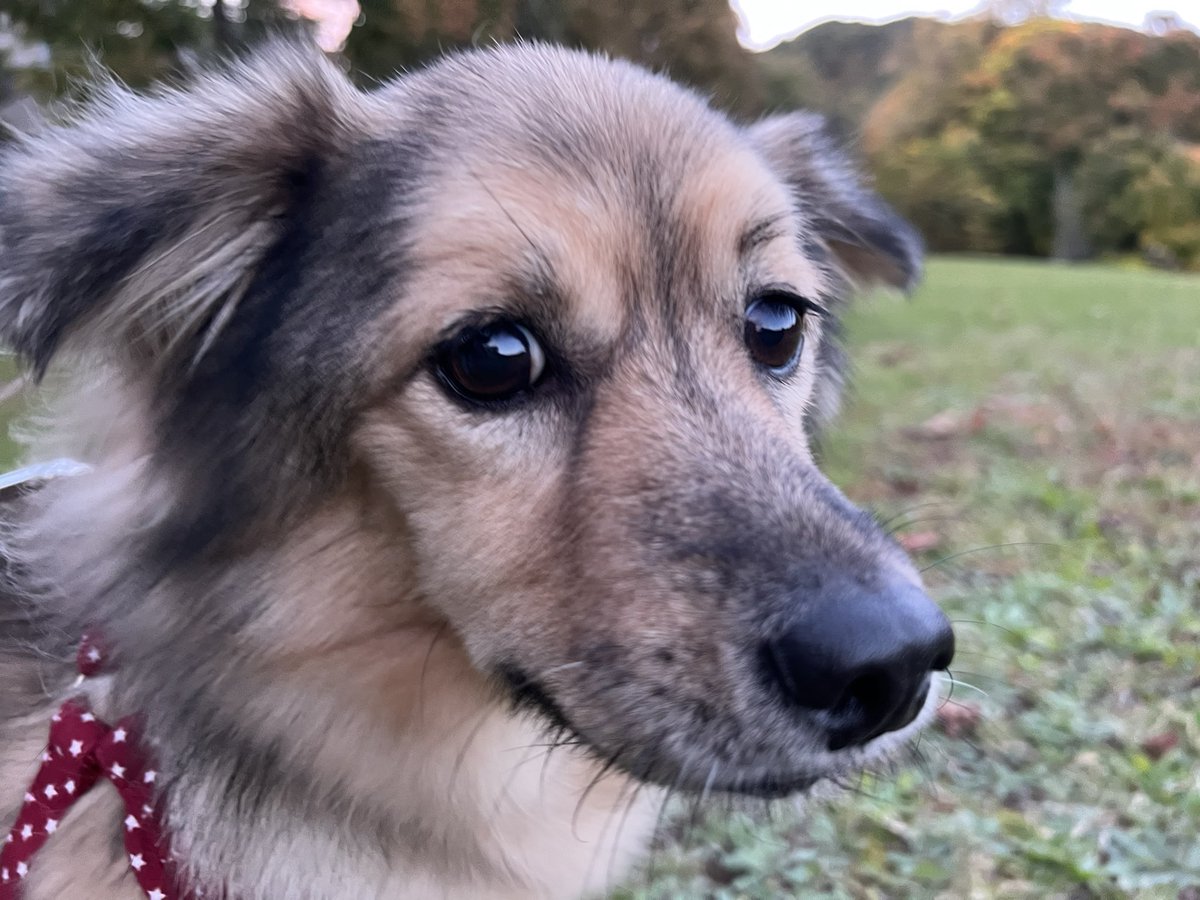 majorinko's tweet photo. 夕んぽ🐶 https://t.co/z6C8KLZJW1