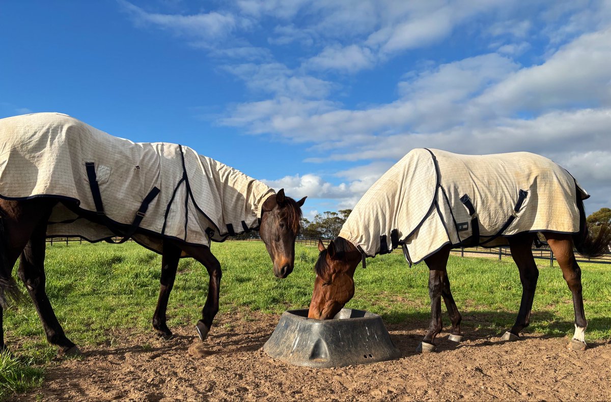 TzaferisRacing's tweet photo. Stolen Kiss 🤝 Diversity

Our stabled horses are turned out into bigger paddocks during the day with at least one other horse. It keeps them happy, fresh and can help extend their racing campaigns. https://t.co/buA4UZqcfv