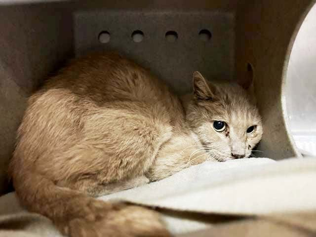 lordi1960's tweet photo. https://t.co/hkJPy2u2BG
❤️OWAIN -- ID# A853219

Temperament: FRIENDLY - MEDICAL WAIVER

I am a male orange tabby Domestic Shorthair.

The shelter staff think I am about 3 years old.

I have been at the shelter since October 07, 2026.

I will be available for adoption or rescue on October 12, 2026.

I am currently at Devore Shelter in San Bernardino County, California.

If you would like to go down to the shelter to adopt this cat yourself,
please visit or call:

Devore Animal Shelter
19777 Shelter Way
Devore, CA 92407
Voice: (909) 386-9820 - press 2