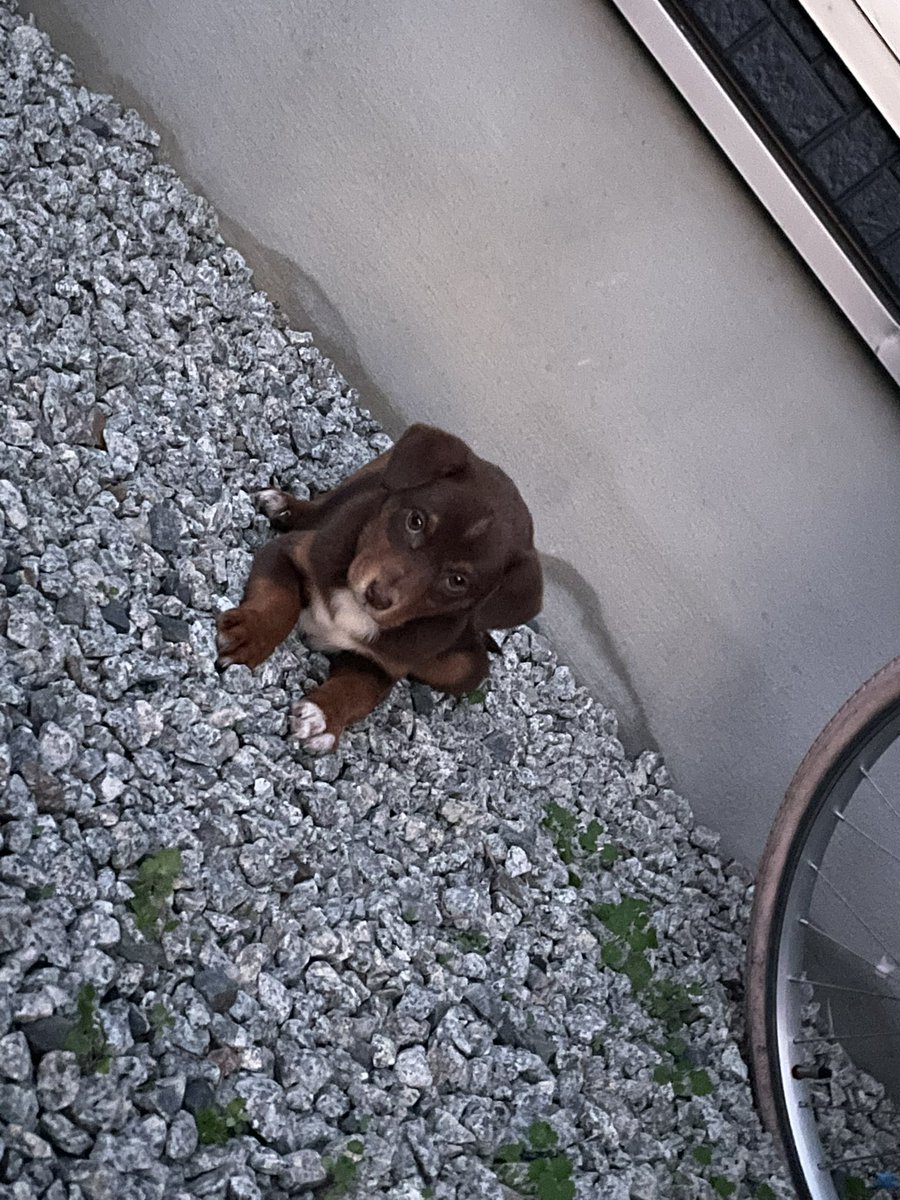cho_2144's tweet photo. なんか家の前に野良犬の子供座ってるんだけどずっと笑笑 https://t.co/OFrCnx4kSI