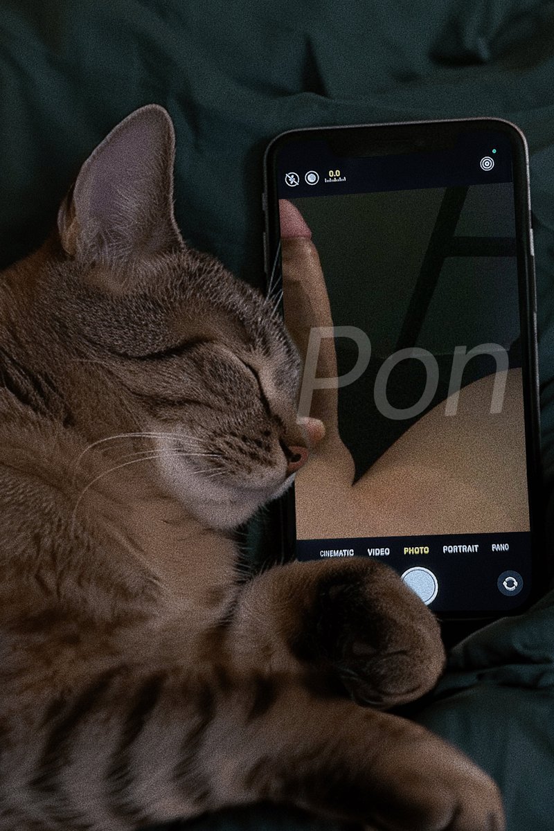 suwpon_'s tweet photo. badcat https://t.co/X1RvgunrWx
