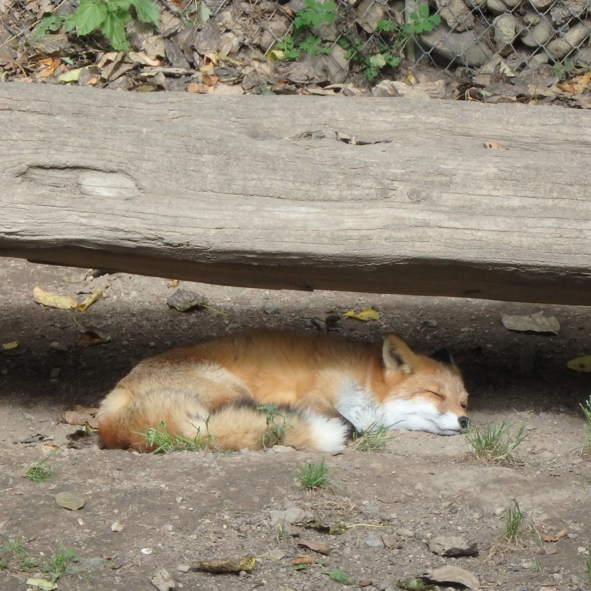 mfmtbtmfm's tweet photo. 🦊
さやちゃーん😃……寝ちゃった😊　ｵﾔｽﾐｰ

#北きつね牧場 https://t.co/GpCg7ur2GM