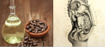 Fa21519230's tweet photo. 🚨🚨 La farmacocinética transdérmica del Ácido Ricinoleico...
El Aceite de Ricino (Ricinus communis) es un triglicérido único compuesto en un 90% por Ácido Ricinoleico... 
Este ácido graso tiene una estructura molecular tan peculiar que le permite penetrar la dermis y el tejido subcutáneo mucho más profundo que cualquier otro aceite cosmético...
Su magia no es hidratar; es activar...
El Mecanismo Linfático Oculto: Tu sistema linfático es el alcantarillado del cuerpo...
Estudios han demostrado que la aplicación tópica de aceite de ricino aumenta significativamente el recuento de linfocitos T-11 en las 24 horas siguientes...
Al aplicar un "paquete" de aceite de ricino sobre la zona hepática (debajo de la costilla derecha), enviaas una señal química directa para dilatar los conductos linfáticos y biliares...
El aceite de ricino actúa como un solvente caliente que penetra, suaviza la bilis espesa (barro biliar) y reduce la inflamación del tejido hepático...
Estimular el sistema nervioso parasimpático y la circulación linfática localizada a través de la absorción cutánea de compuestos bioactivos...
Desde la medicina del Antiguo Egipto hasta la naturopatía clínica moderna, esta herramienta se ha utilizado para disolver quistes, reducir fibromas, suavizar cicatrices y, lo más importante, descongestionar la vía de desintoxicación Fase 2 del hígado. 
Si tienes problemas hormonales (exceso de estrógenos), digestión lenta o simplemente te sientes "tóxico", tu hígado está pidiendo ayuda a gritos...
📌📌 El Protocolo Sagrado: 
Consigue aceite de ricino prensado en frío, libre de hexano (esto es crucial, el ricino absorbe toxinas, así que debe ser limpio) y franela de algodón orgánico.
Empapa la franela, colócala sobre tu hígado, cúbrela con plástico (para no manchar) y pon una bolsa de agua caliente encima.
Recuestate 45 minutos. 
Hazlo 3 noches seguidas y descansa 4.
Fuente: Grady, H. "Immunomodulation through Castor Oil Packs" | Journal of Naturopathic Medicine, 1999.
🚨🚨 "El aceite de ricino para la limpieza es una de las técnicas de limpieza más poderosas en la Tierra. Cambiará todo tu estado mental, físico y emocional mientras elimina la cándida y los parásitos... Aquí te explico cómo hacerlo correctamente:
Primero, ¿por qué limpiar en absoluto? Todos tenemos cantidades enormes de metales, plásticos, PCB, cándida, parásitos, pesticidas, estrógenos, insecticidas y décadas de basura acumulada a lo largo de las paredes internas del colon. Esto crea una inflamación masiva y el síndrome de intestino permeable.
Cuando tu intestino está inflamado y permeable, el resto de tu cuerpo detiene todos los procesos de desintoxicación y los nutrientes no se asimilan correctamente. Cada toxina que debería salir de tu cuerpo se reabsorbe de vuelta a tu torrente sanguíneo, haciéndote más enfermo.
El colon es el canal central por donde la mayoría de las toxinas evacúan. Cuando las paredes internas de tu colon están comprometidas, cada toxina que sale de tu cuerpo se reabsorbe en tu torrente sanguíneo. Esto arruina todo el proceso de desintoxicación.
Gasté más de $150,000 y 3.5 años probando cada método de desintoxicación imaginable...
Ayahuasca 31 veces, ayunos de meses, colonias, todas las dietas diferentes, lo que se te ocurra. Esta técnica de $3 sacó más basura de décadas de mí que todas esas combinadas.
El aceite de ricino es salvajemente efectivo para destruir organismos microscópicos, bacterias malas, levaduras, moho y cándida que viven en lo profundo de las paredes de tu colon. No es súper efectivo contra gusanos intestinales grandes, pero aniquila la mierda microscópica que las colonias no pueden tocar.
📌📌 Aquí está el plano exacto: Jugo de 1 limón fresco entero + 1-2 cucharadas de aceite de ricino orgánico, libre de hexano, en una botella de vidrio. Mézclalo en agua tibia y bébelo inmediatamente al despertar en lugar de tu bebida de hidratación normal y suplementos.
Cagarás durante 5 a 7 horas seguidas después de tomarlo. No exagero. Limpia toda tu agenda. Sé flexible con tu tiempo y ubicación. Esto no es una broma. Estarás pegado al inodoro...
En todos mis años de limpieza y trabajando con miles de clientes, esta es una de las mejores técnicas que he encontrado para cambiar completamente tu estado mental, físico y emocional en un solo día...
Asegúrate de usar aceite de ricino orgánico, libre de hexano, en una botella de vidrio. Las botellas de plástico liberan toxinas y el procesamiento con hexano lo hace neurotóxico. Pruébalo. Tu colon, tus niveles de energía y tu claridad mental te lo agradecerán. Los resultados hablan más alto que cualquier opinión médica.
Este lavado con aceite de ricino es solo la punta del iceberg. La verdadera transformación ocurre cuando vas profundo y eliminas los parásitos completos que están chupando tu fuerza vital"...