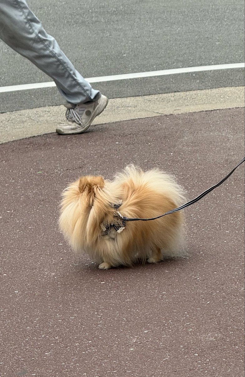nagomi_kedama's tweet photo. うちの犬、「ほらほら道行くそこのあなた、スーパースターのお通りですよ」って顔ですれ違う人間のこと見ててかわいすぎる https://t.co/0mJVRVc041