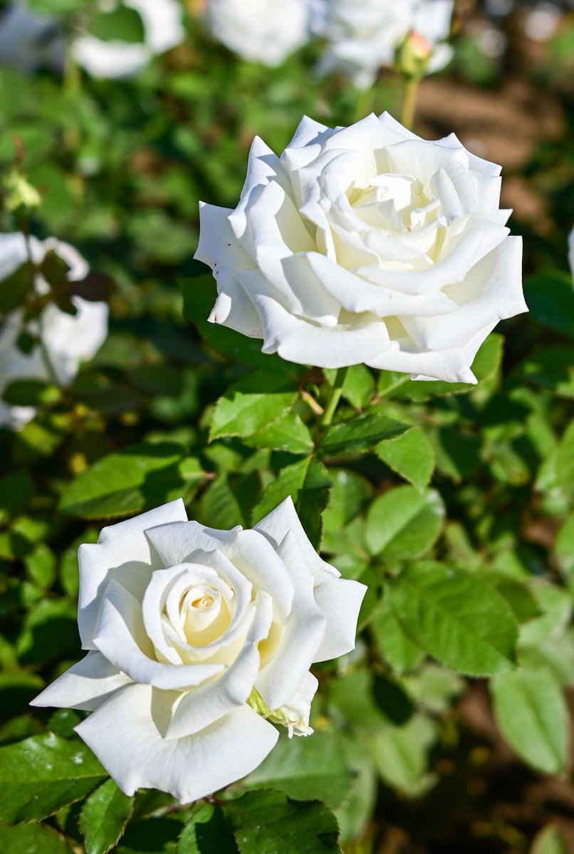 garandouP's tweet photo. 白の薔薇ってなんかええな https://t.co/dHZWHLL1Rr