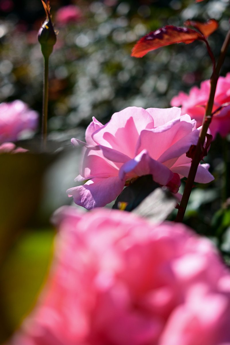 garandouP's tweet photo. 普通の薔薇も良い https://t.co/Mjll4SQRl0