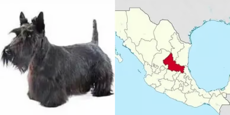 Kuroe_Shouko's tweet photo. @quiet_corner26 san luis potosi: perro schnauzer https://t.co/fKwTV5Jyql