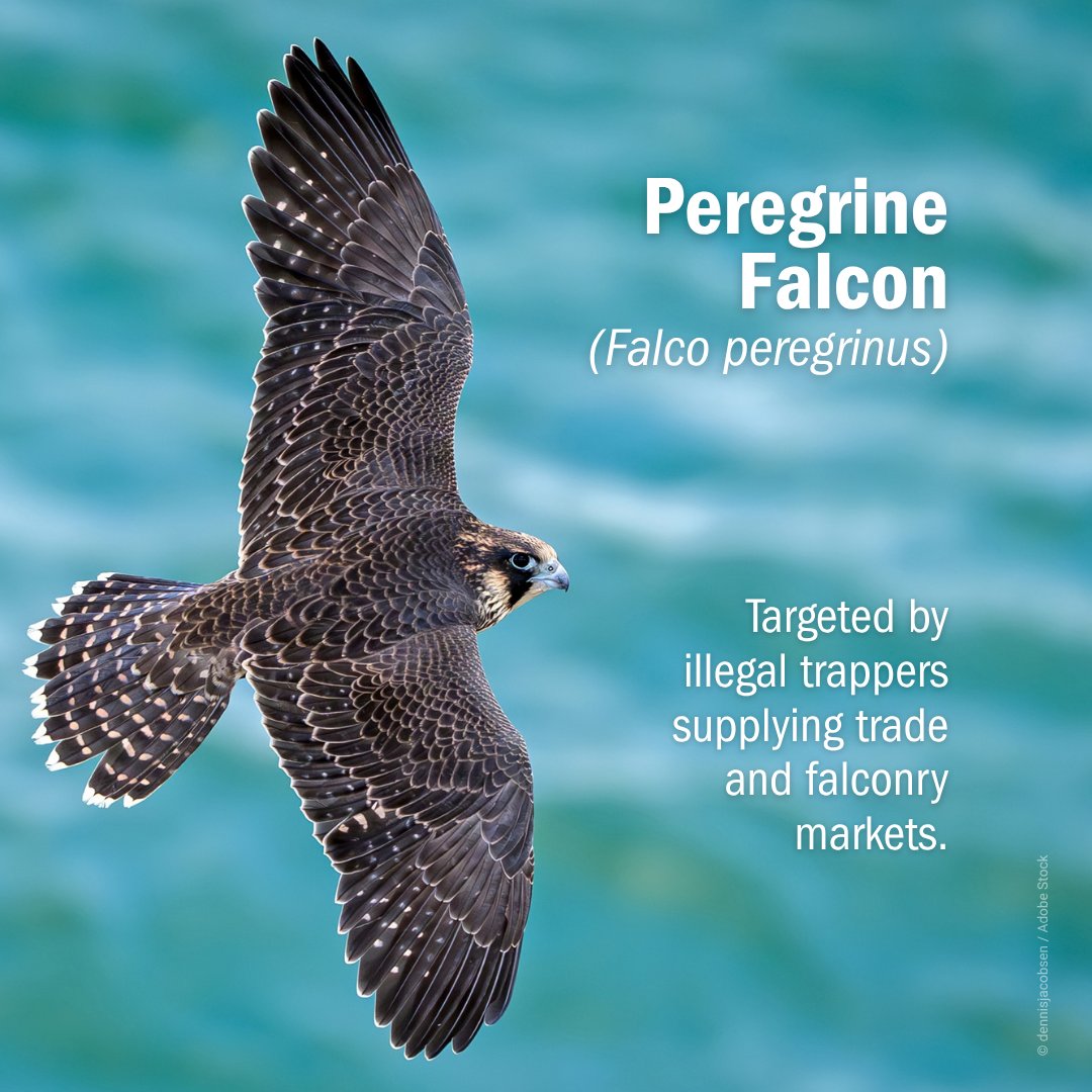 ICCWC_WFC's tweet photo. Migratory birds cross thousands of kilometres and countless borders. Wildlife crime does too.

Every year, migratory birds connect countries, ecosystems and communities through their remarkable journeys. Yet along their flyways, many face threats from illegal killing, poisoning, trapping and trafficking.

This #WorldMigratoryBirdDay, we are reminded that protecting migratory birds requires international cooperation, strong enforcement, and collective action against wildlife crime. Together, we can help safeguard their journeys across borders and generations.

#EveryBirdCounts #YourObservationMatters #WMBD2026 #ICCWC #TogetherAgainstWildlifeCrime #WorldFreeofWildlifeCrime
