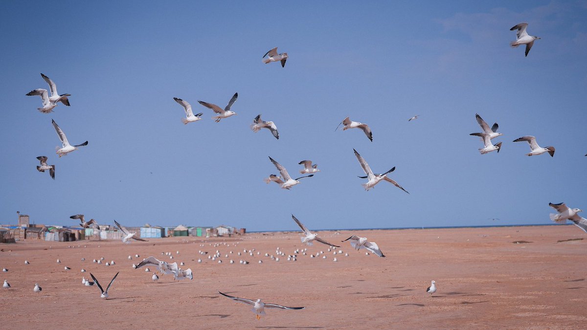 UNESCO's tweet photo. Each year, more than two million birds find refuge in Banc d’Arguin National Park in Mauritania.

With its sand dunes, shallow waters and islands, this @UNESCO #WorldHeritage site provides vital feeding and resting grounds along their journeys across continents.

As we mark #WorldMigratoryBirdDay, find out more about this unique site and why protecting the places migratory birds depend on along the way matters.

https://t.co/0AUQSbjDWe @PNBancarguin
