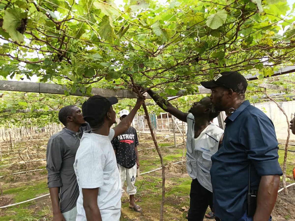 RetsonTedheke01's tweet photo. #NFGCSGrapevine: Pruning is Currently ongoing at the Nigeria Farmers Group & Cooperative Society Farm Estate Grapevine Orchard and Cluster!

We are expecting over 50,000 New Seedling this year. Agriculture Works when We are all Ready to do Agriculture Long Term!

Please get Ready to Place your Order for Grape Seedlings from NFGCS Farm Estate within the next month in Preparation for 2027 Planting Season!

Nigeria Works When Nigeria Farms!

#NigeriaFarmers 
#NigeriaFirst 
#GrapeCity 
#GaateCommunities