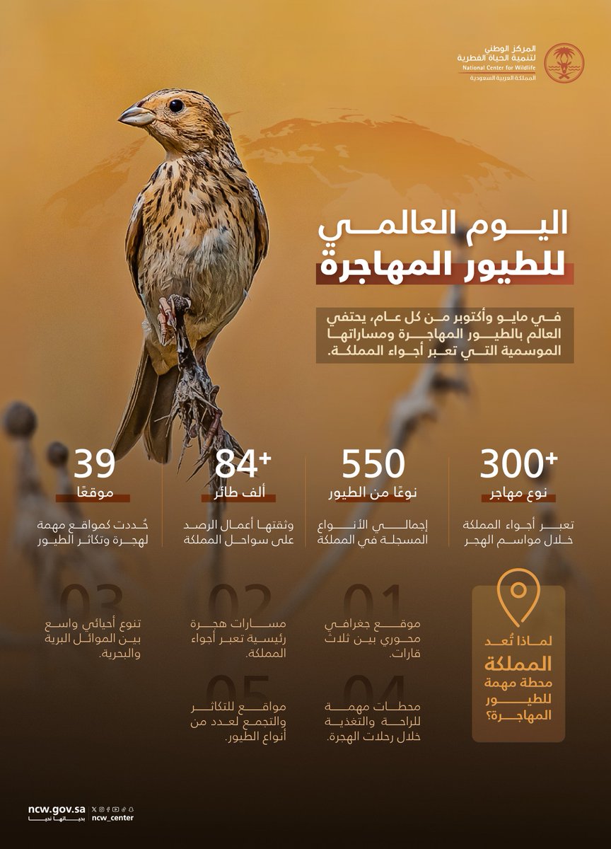 NCW_center's tweet photo. في #اليوم_العالمي_للطيور_المهاجرة ، نسلّط الضوء على رحلات تعبر القارات، وجهود تحمي مساراتها وموائلها، بما يعزز استدامة التنوع الأحيائي في المملكة.
#بحياتها_نحيا https://t.co/uLa2NS5wv6