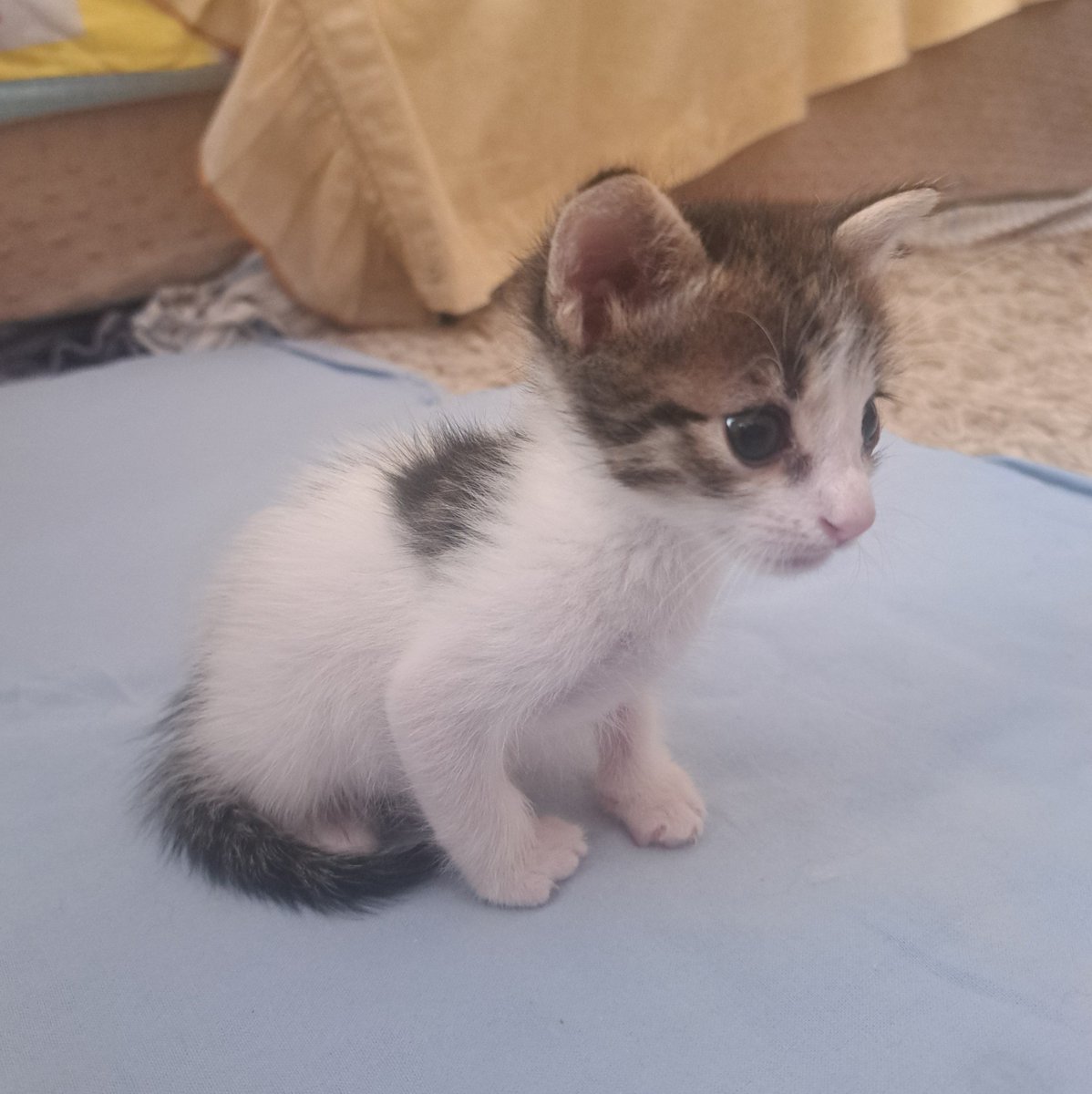 seniariyorken's tweet photo. Bana yuva çıkmamıştı... 🥺 https://t.co/NHxxZ7jopq