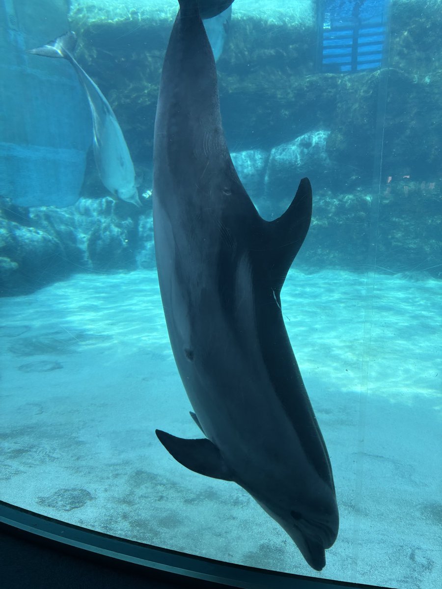 yu_m_ta's tweet photo. 名古屋港水族館よかった https://t.co/ihQpFsQxPb