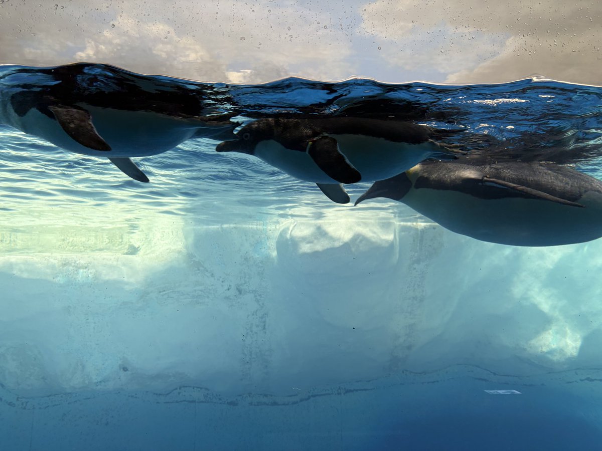 yu_m_ta's tweet photo. 名古屋港水族館よかった https://t.co/ihQpFsQxPb