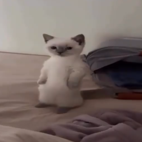 gampsito's tweet photo. cute cat giving me michi vibes.

stand up.

Miu https://t.co/8Xz5E0aKA5