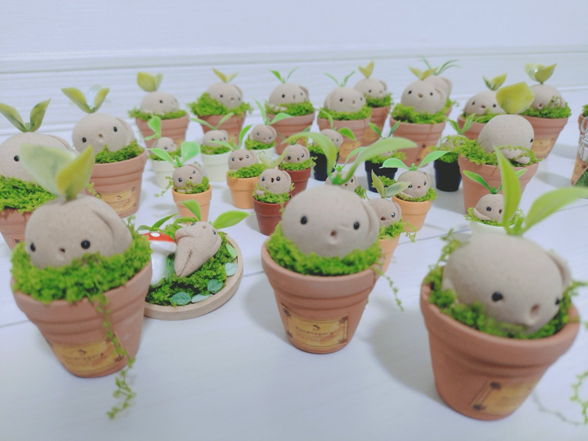 tidoriasshi's tweet photo. マンドラゴラ育てたい人いるかなー？
🌱🌱🌱🌱🌱🌱🌱🌱🌱
#3連休はフォロワーさんが増えるらしい https://t.co/txfYGrS2tZ