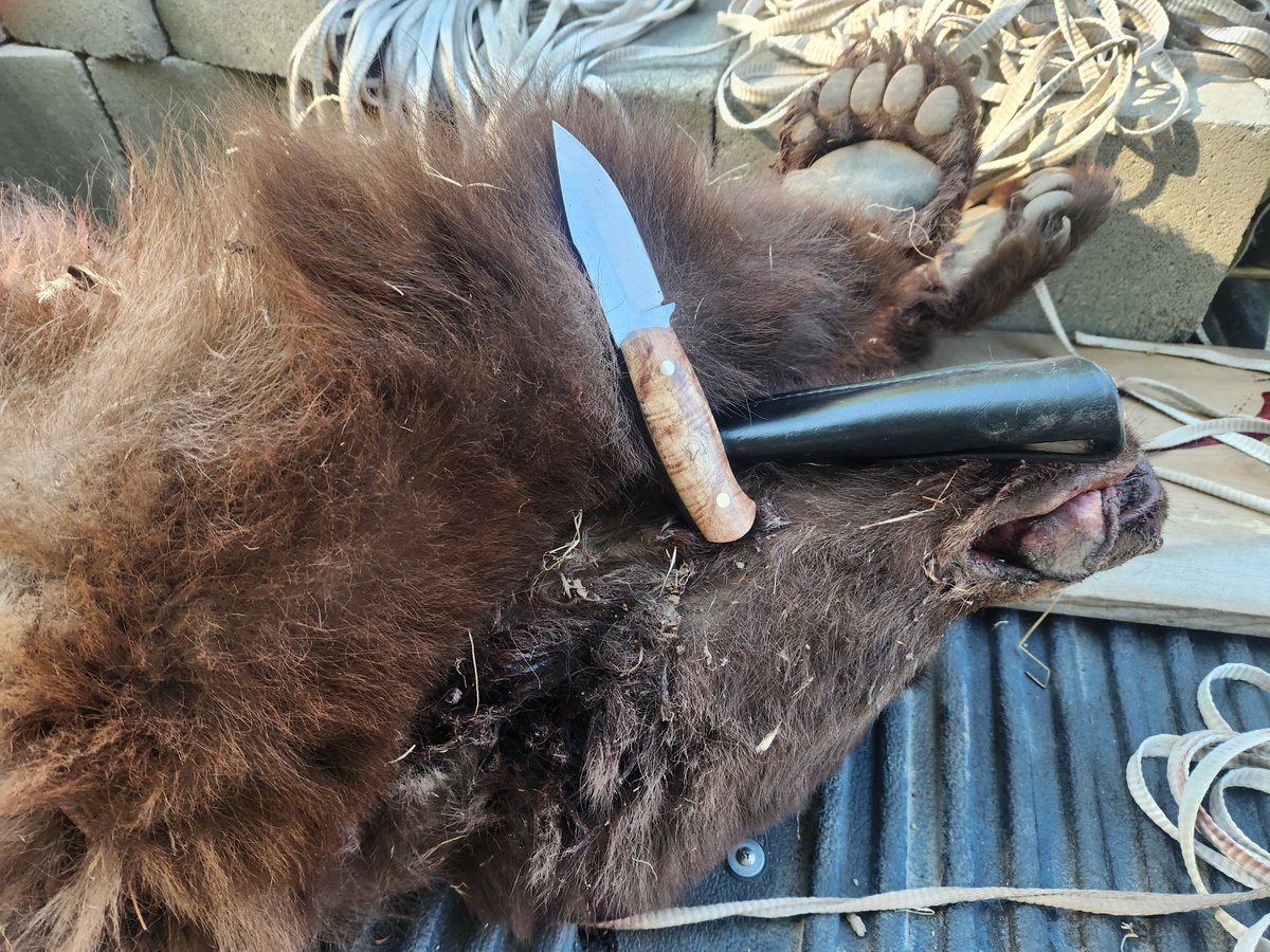 Blackpinetoolco's tweet photo. I had a customer of mine take a bear and skin it out with one of my Woodsman models!

Plain ol. 15n20 high carbon steel putting in work!  Properly heat treated steel makes all the difference 🤘 https://t.co/1nA2Ylh3Yd