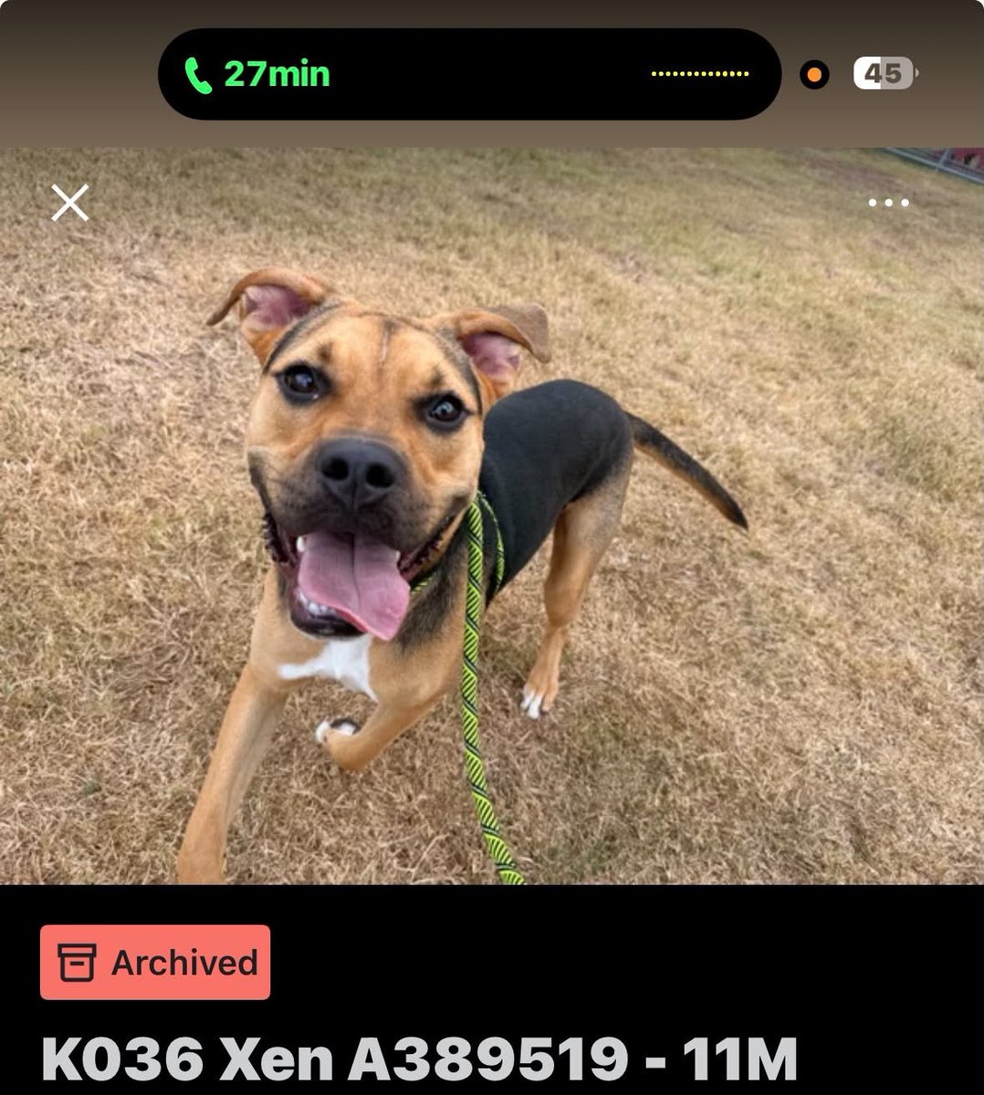 FHDRofSETX's tweet photo. Hello incredible rescue community. 👋. I have great news to share. We @FHDRofSETX  tagged 5 dogs yesterday. 5 additional  kennels were also emptied. Corpus didn't kill any dogs yesterday. Thank you so much for all of your pledges and shares. We cant continue to save these babies without your support. 
💞💞💞💞💞💞💞💞💞💞💞💞💞💞
Pledge collection from @RoCoGB only.   Below are the dogs that we tagged.🔽🔽🔽🔽🔽🔽🔽🔽🔽