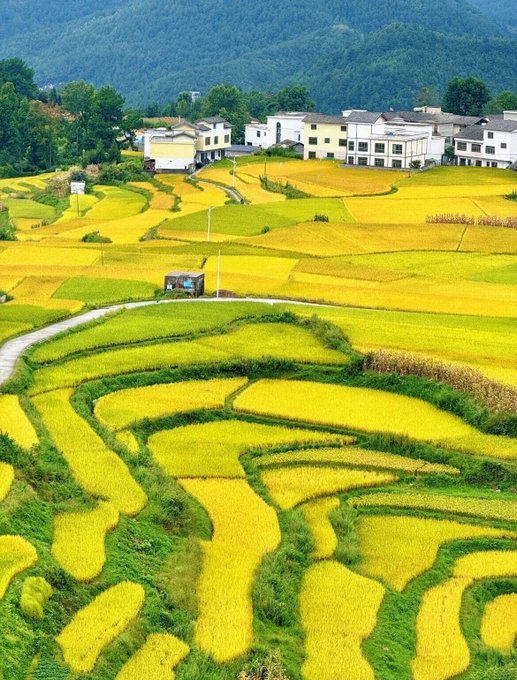An aerial view of terraced rice fields in golden yellow and green colors, with a small village of white houses in the background surrounded by forested mountains.