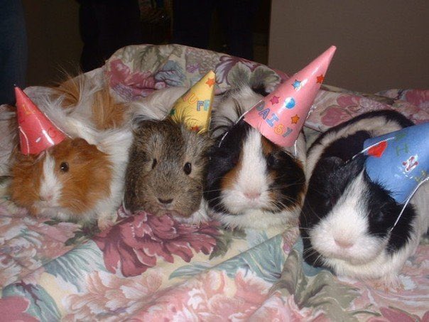 guineabug's tweet photo. Who’s excited for the wheek-end! https://t.co/BnqhBC4l56