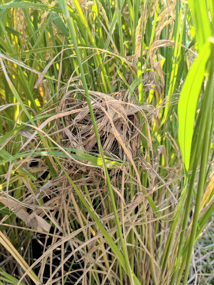 MarukokaraA's tweet photo. 今年も稲刈り中🌾にカヤネズミの巣を発見〜🐭
ネズミさんはもう退去してはったけど https://t.co/0ycdtT5Fuc