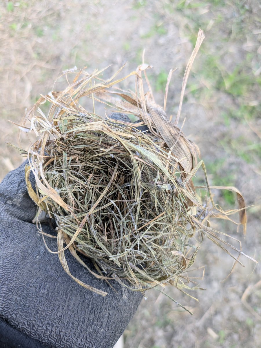 MarukokaraA's tweet photo. 今年も稲刈り中🌾にカヤネズミの巣を発見〜🐭
ネズミさんはもう退去してはったけど https://t.co/0ycdtT5Fuc