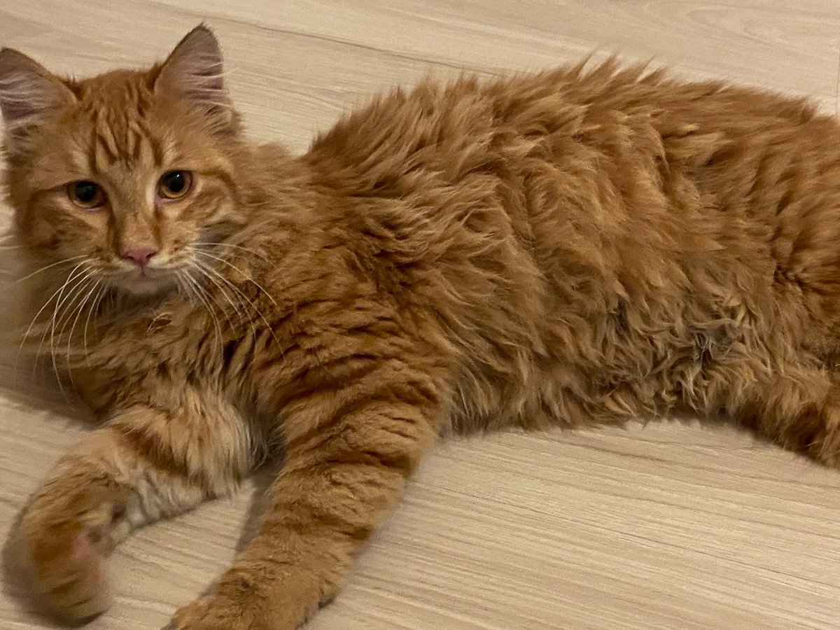 kedibebek1's tweet photo. 1 yaşında erkek kedi 4 Haziran’da Küçükçekmece Tepeüstü Yeni Mahalle Er Sokak’ta kayboldu. Tüyleri diğer sarı kedilere göre uzundur ve çok koyu sarıdır. Gözleri bal rengidir. Adı Bebek’tir. İsmine gelir. Biri tarafından alınıp uzak bir yere bırakılmış veya sahipsiz sanılarak alınmış olabilir. Çünkü kendisi asla gitmez. Görürseniz veya bilginiz varsa iletişime geçiniz lütfen. Bebek’in annesi de yanımdadır ve Bebek kaybolduğundan beri stresten hasta oldu. Anne ve oğlu kavuşturalım. İletişim Tel: 05427427856. #küçükçekmece #kedi #kayıpkedi