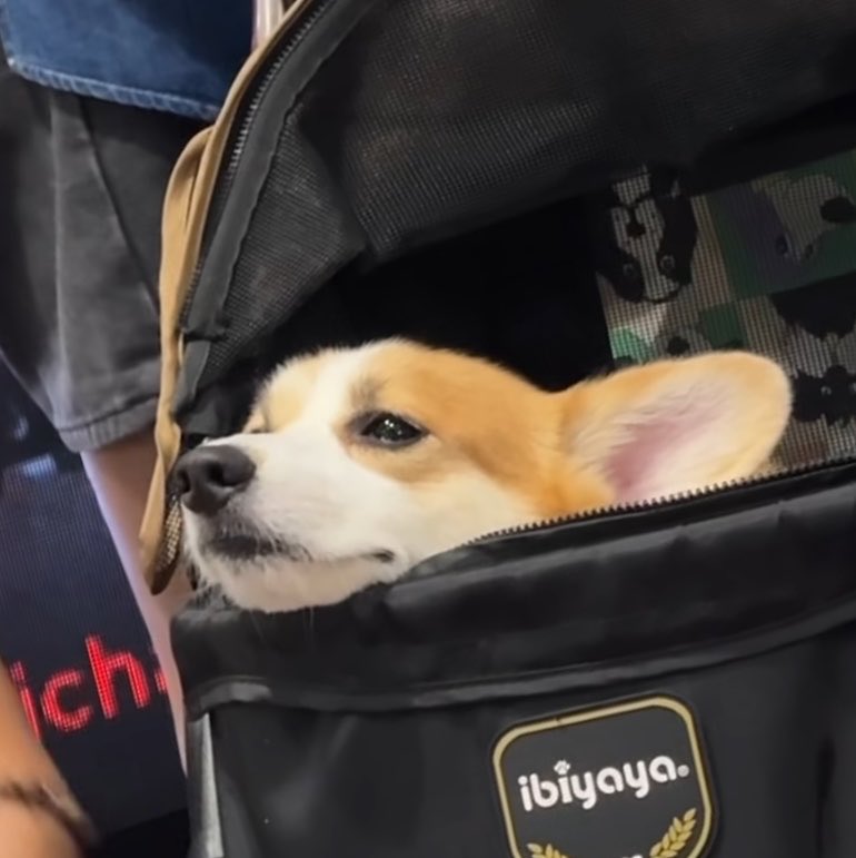 owof27's tweet photo. 🫳🏻🐶 https://t.co/qNRY6A5jNp