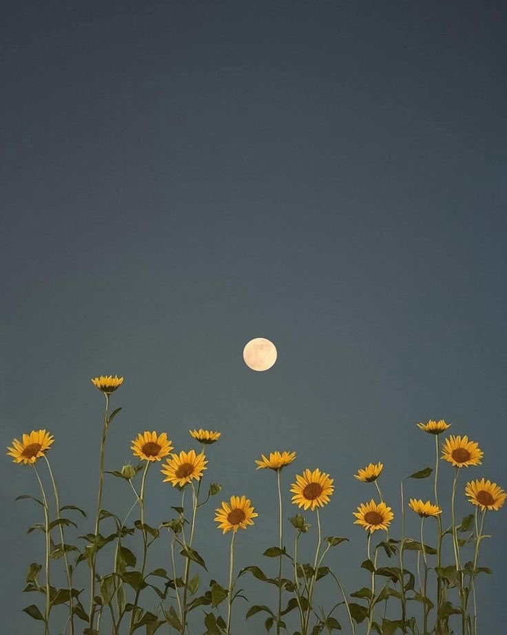 sunflowerchives's tweet photo. https://t.co/FTAOo0Op64