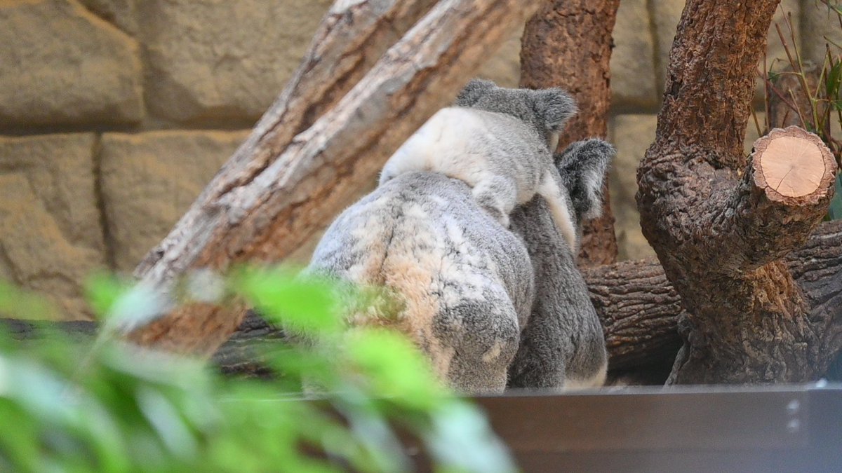 wtnb_TFMA's tweet photo. コアラおしりコレクション
#東山動植物園 https://t.co/jl4AyF6PUy