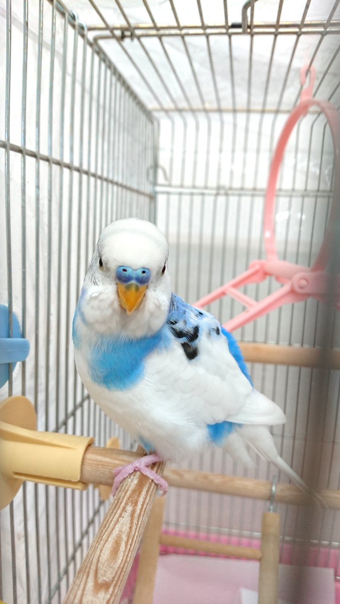 animal_Love05's tweet photo. #太田 #群馬 #迷子鳥 #セキセイインコ #JapanLostPets
2021年10月2日に群馬県太田市で迷子になったセキセイインコのぴぴちゃん。  

家族がずっと待ちわびている大切な子、2026年10月も捜索中！情報が急募です！

見かけたら@44Au3に写真と場所をDMで！#LostBird https://t.co/Jltt8QABkG