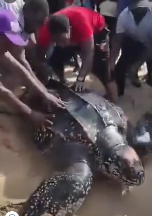 pegasusreportng's tweet photo. Endangered Echoes: Community Conservation Effort Saves Leatherback Turtle in Ibeju-Lekki

The National Environmental Standards and Regulations Enforcement Agency (NESREA) has commended the Baale of Okun Igando in Ibeju-Lekki Local Government Area of Lagos State, Hon. Chief Semiu Waliu Jejelaiye, and members of the community for rescuing and releasing a critically endangered Leatherback Sea Turtle caught in a fishing net.

The commendation followed the circulation of videos on social media showing the giant marine reptile trapped in a fishing net along the coastline. Community members were seen working together to safely return the turtle to the Atlantic Ocean after the traditional ruler intervened to stop attempts to kill or sell the animal.

NESREA Director-General, Prof. Innocent Barikor, described the action of the Baale and the community's youths as exemplary, noting that the Leatherback Sea Turtle is among species protected under both international conventions and Nigerian environmental laws.

He explained that sea turtles face growing threats worldwide from accidental capture in fishing gear, plastic pollution and poaching, stressing that the survival of a single adult female turtle could contribute significantly to the species' conservation through the production of future hatchlings.

The environmental watchdog also reminded members of the public that the killing, trade or possession of endangered wildlife species constitutes an offence under existing laws.

The agency urged fishermen and coastal communities to release endangered marine animals accidentally caught in fishing gear immediately and report such incidents to relevant authorities.

As part of its conservation efforts, NESREA said it would present a Letter of Commendation to the Baale of Okun Igando for his role in safeguarding endangered species.

The agency further reaffirmed its commitment to working with coastal communities across the country to strengthen environmental awareness and promote the protection of threatened wildlife species.