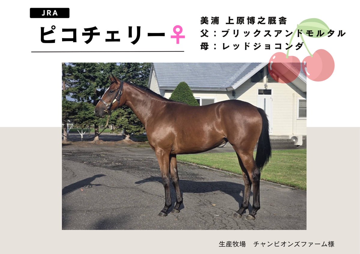 Pikoracing's tweet photo. 【出走情報📣】
明日11日から13日の3日間で地方4頭、中央3頭の7頭が出走します🏇💓

10/11(日)
🐴ピコテンダー
東京12R  3歳以上2勝クラス
#荻野極 騎手
🐴ピコバレット
高知1R  C3-20
#新庄海誠 騎手
🐴ピコマーキス
高知4R  C3-17
#新庄海誠 騎手
🐴ピコパープル
佐賀11R  SAGAリベFEVER 14C2-21組
#山口勲 騎手

10/12(月)
🐴ピコチェリー
東京5R  メイクデビュー東京
#三浦皇成 騎手
🐴ピコレッド
東京12R  3歳以上1勝クラス
#木幡巧也 騎手

10/13(火)
🐴ピコグリーン
川崎5R  坂ノ下賞C2-ニ
#野畑凌 騎手

休み明けの火曜日までピコ7頭のピコ祭りです💎✨
頭数多いので泣く泣く1頭ずつの紹介を割愛しますが、デビュー戦もあったり、移籍後の初戦もあったりで全頭とても楽しみなレースです😌😌😌
全頭まずは無事に、そして良い結果で戻って来れますように‼︎
応援よろしくお願いいたします🙇‍♀️💓